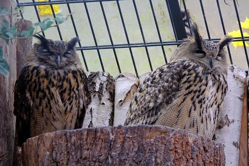 Vogelgrippe im Zoo Karlsruhe 