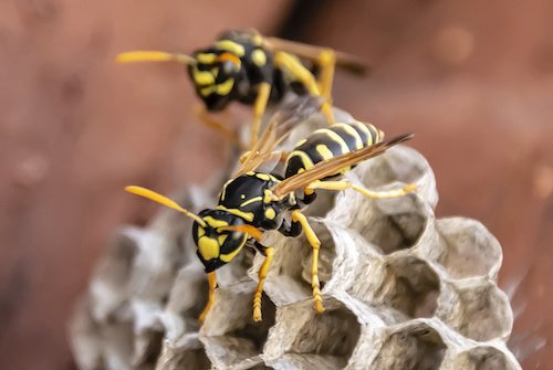 Bienen und Wespen töten
