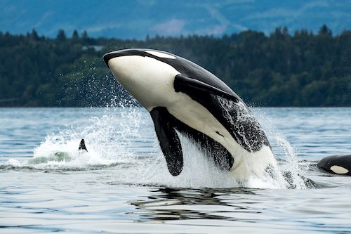 Orcas verändern ihr Verhalten