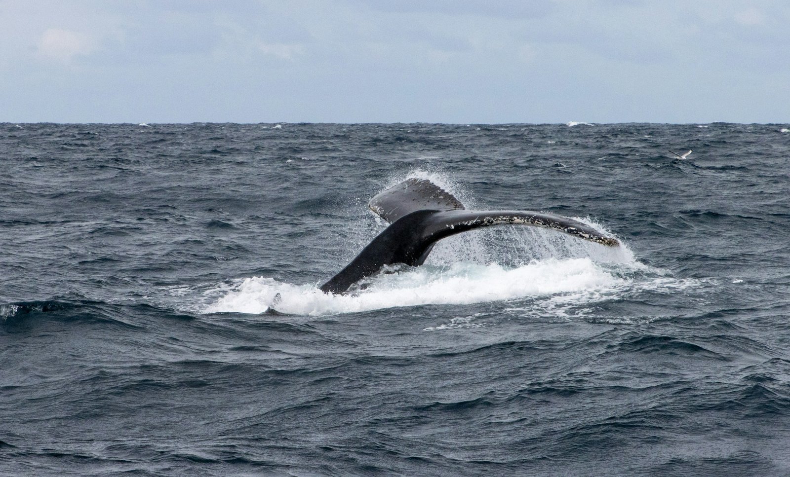 Spezialgerät bei der Rettungsaktion für den Buckelwal
