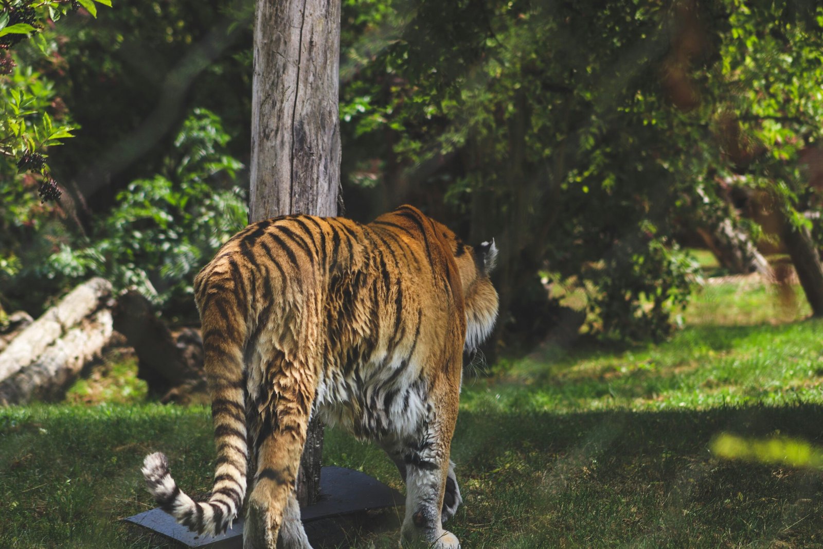 Das abgesperrte Gehege in Schkeuditz aus dem ein Tiger entkam