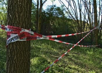 Bäume schreiben Kriminalgeschichte