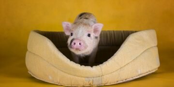 Minischwein in der Wohnung