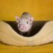 Minischwein in der Wohnung