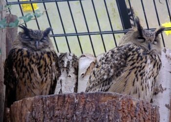Vogelgrippe im Zoo Karlsruhe