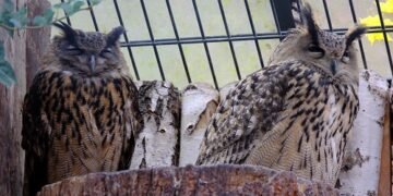 Vogelgrippe im Zoo Karlsruhe