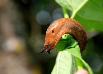 Ärger mit den Nacktschnecken