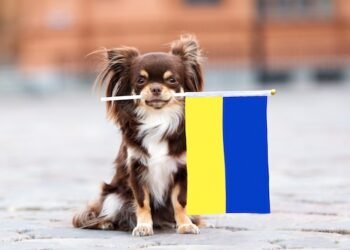 Flüchtlinge auf vier Pfoten