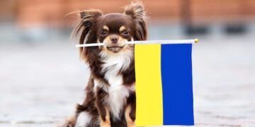 Flüchtlinge auf vier Pfoten