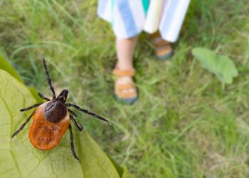 Schlaganfall durch Zeckenbiss