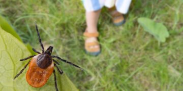 Schlaganfall durch Zeckenbiss