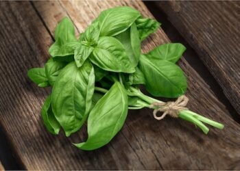 Basilikumernte leicht gemacht