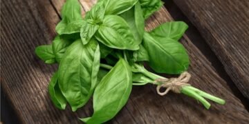 Basilikumernte leicht gemacht