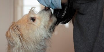 Hunde erschnüffeln Corona