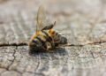 Insektensterben an heißen Tagen verhindern
