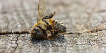 Insektensterben an heißen Tagen verhindern