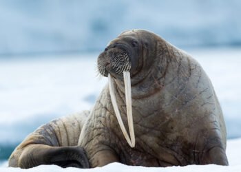 Ein Walross erkundet die Nordsee