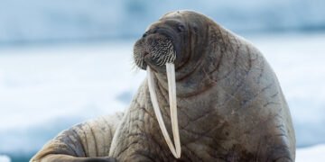 Ein Walross erkundet die Nordsee