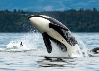 Orcas verändern ihr Verhalten