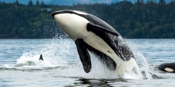 Orcas verändern ihr Verhalten