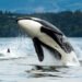 Orcas verändern ihr Verhalten