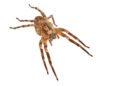 Neue Spinnenart - Nosferatu-Spinne
