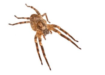 Neue Spinnenart - Nosferatu-Spinne