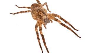 Neue Spinnenart - Nosferatu-Spinne