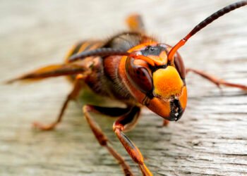 Umgang mit Hornissennestern