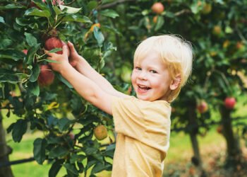 Obst kostenlos ernten