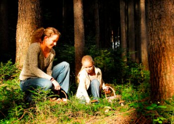Pilze kostenlos sammeln