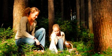 Pilze kostenlos sammeln