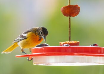 Übernahmeangebot an Zooplus