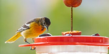 Übernahmeangebot an Zooplus