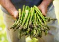 Schwierige Zeiten für Spargelbauer in Deutschland