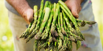 Schwierige Zeiten für Spargelbauer in Deutschland