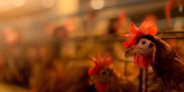 Salmonellenausbruch bei Hühnerfleisch