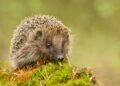 Igel Tier des Jahres 2024
