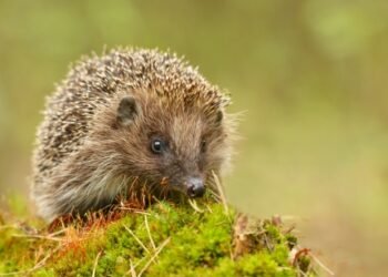 Igel Tier des Jahres 2024