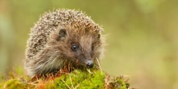 Igel Tier des Jahres 2024