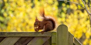 Artenvielfalt im Garten