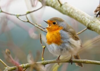 Rotkehlchen im Garten