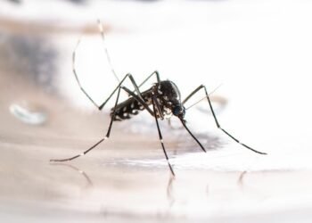 Asiatische Tigermücke