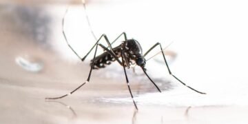 Asiatische Tigermücke