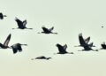 Vögel fliegen ohne Gepäck
