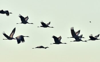 Vögel fliegen ohne Gepäck