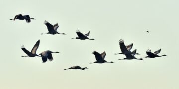 Vögel fliegen ohne Gepäck