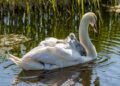 Swan upping