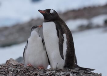 Historischer Flug über den Südpol