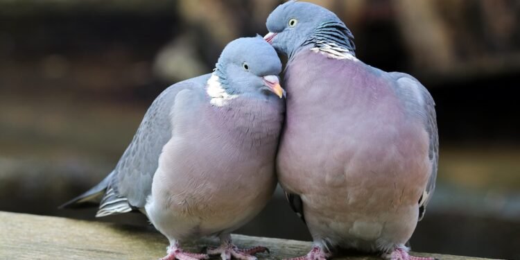 Träumen bei Tauben erforscht